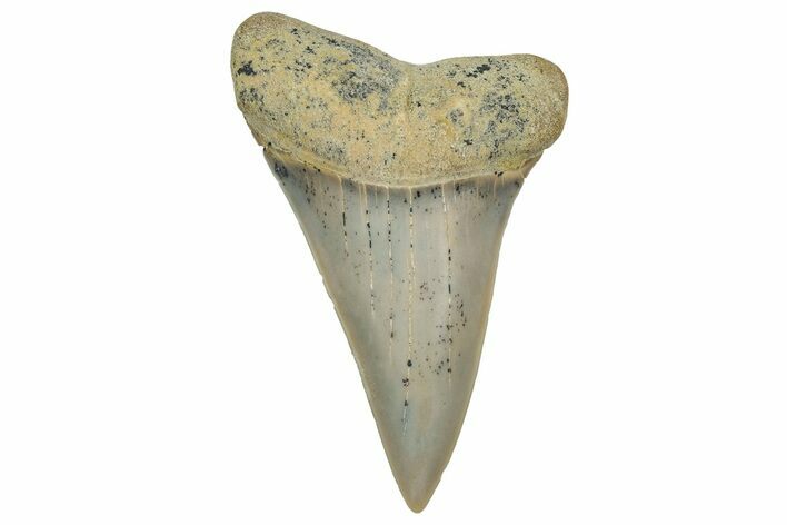Colorful, Fossil Broad-Tooth Mako Shark Tooth - Bakersfield, CA #351432